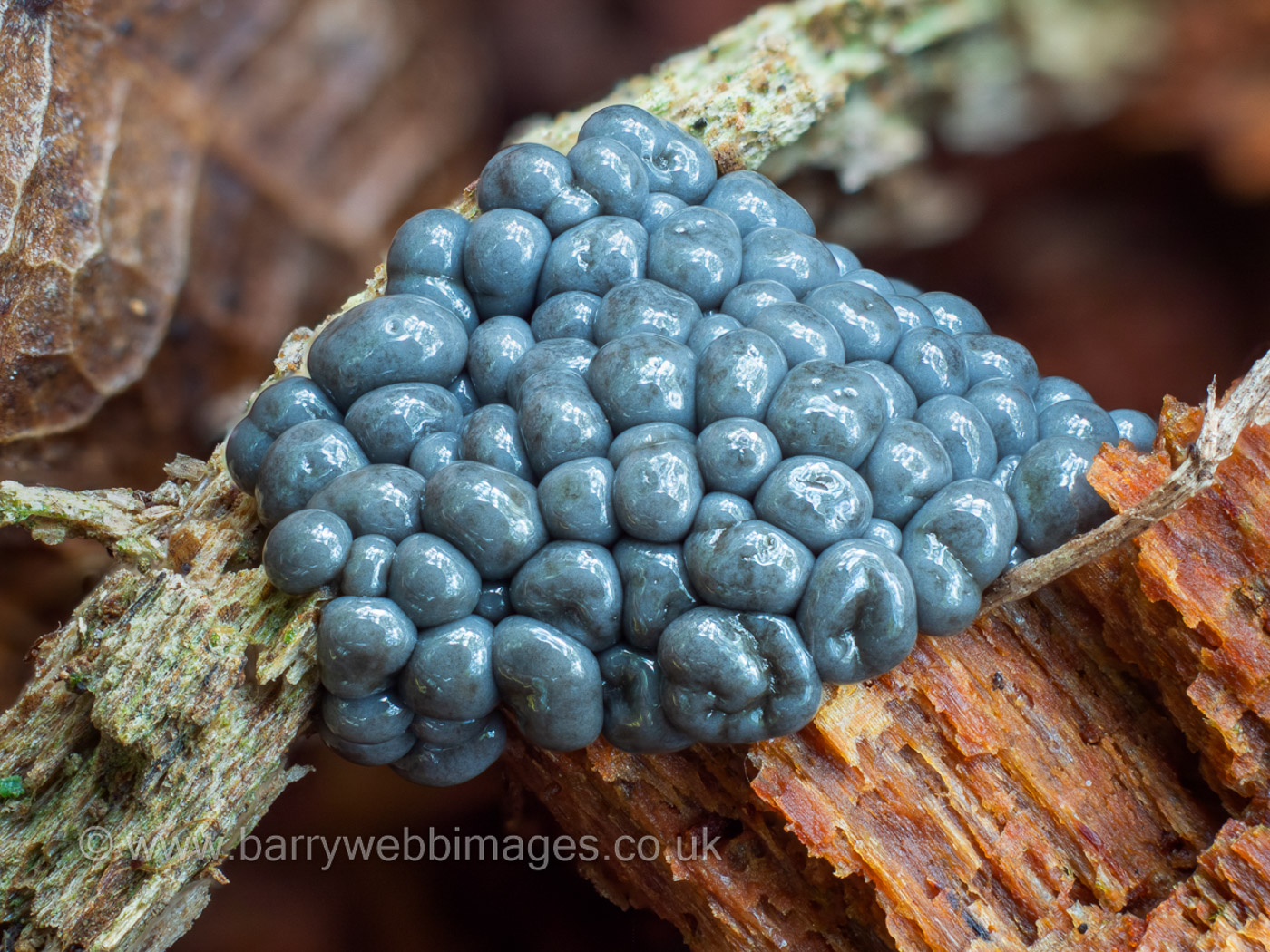 Cribraria argillacea by Barry Webb